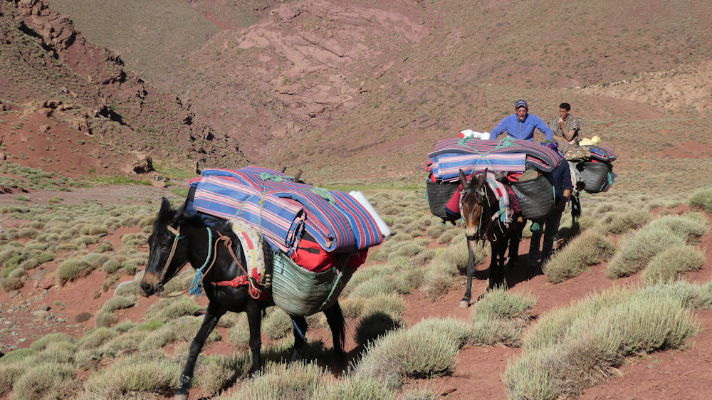 Muleteers and the loads pass us